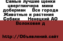 Самые лучшие щенки цвергпинчера (мини доберман) - Все города Животные и растения » Собаки   . Ненецкий АО,Волоковая д.